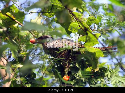 Jessore, Bangladesh - October 10, 2014: Male cuckoo birds are eating wild fruits from a tree in Jessore. Stock Photo