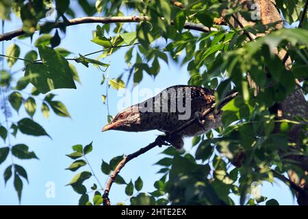 Jessore, Bangladesh - October 10, 2014: Male cuckoo birds are eating wild fruits from a tree in Jessore. Stock Photo