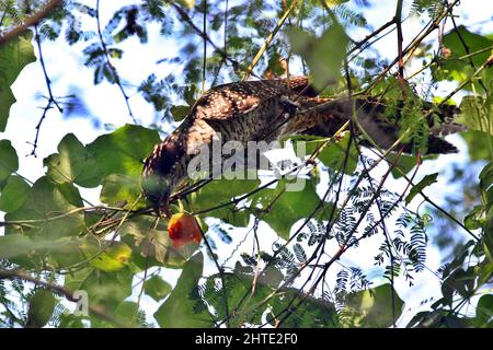 Jessore, Bangladesh - October 10, 2014: Male cuckoo birds are eating wild fruits from a tree in Jessore. Stock Photo