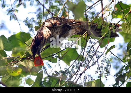 Jessore, Bangladesh - October 10, 2014: Male cuckoo birds are eating wild fruits from a tree in Jessore. Stock Photo