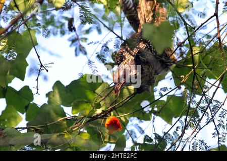 Jessore, Bangladesh - October 10, 2014: Male cuckoo birds are eating wild fruits from a tree in Jessore. Stock Photo