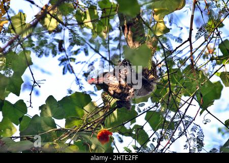 Jessore, Bangladesh - October 10, 2014: Male cuckoo birds are eating wild fruits from a tree in Jessore. Stock Photo