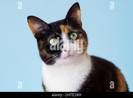 Close up photo of cat portrait on isolated blue background. Stock Photo