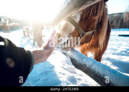 Closeup portrait of a hand caressing a brown horse in sunlight in winter Stock Photo