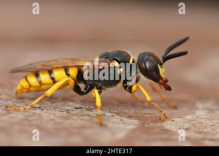 Closeup on a yellow European beewolf, bee-killer wasp , Philanthus triangulum Stock Photo