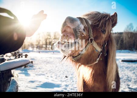 Closeup portrait of a brown horse with its mouth open standing in sunlight in winter Stock Photo