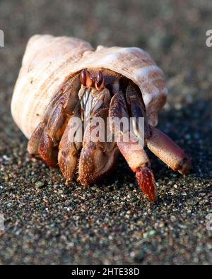 A Hermit Crab On The Beach Of Corcovado National Park, Costa Rica Stock 