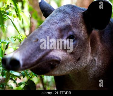 Closeup portrait of  a wild Baird's Tapir (Tapirus bairdii) inside the Corcovado National Park, Costa Rica. Stock Photo