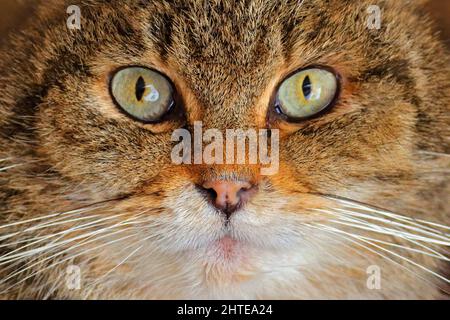 Detail eye portrait of cute cat. Wild Cat, Felis silvestris, animal in the nature tree forest habitat, hiden in the green leaves, Central Europe. Clos Stock Photo