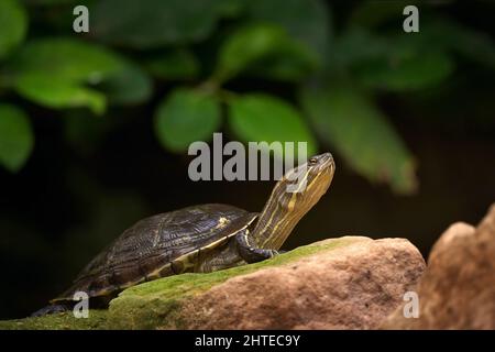 Turtle in the nature habitat, wildlife in Cuba. Cuban slider, Trachemys decussata, turtle in the nature habitat. Slider sitting on the stone near the Stock Photo