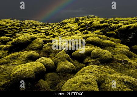 Famous Eldhraun lava field covered by sensitive moss. Stock Photo