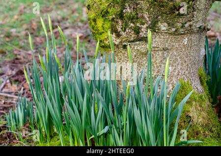 Daffodil or narcissus flower buds not yet open with green leaves and stems against tree trunk in wood with selective focus Stock Photo