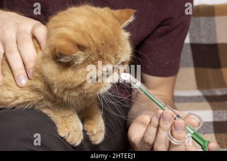 A man at home gives a pill to a sick cat of an exotic shorthair breed. A special syringe for administering drugs to animals. Veterinary syringe for ta Stock Photo