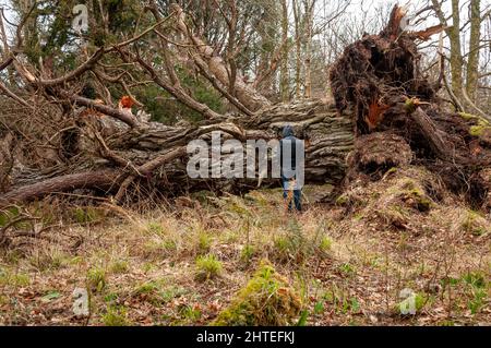 Ireland storm. Male tourist at a fallen 400 years old Yew tree in Killarney National Park, County Kerry, Ireland as of 2014 Stock Photo