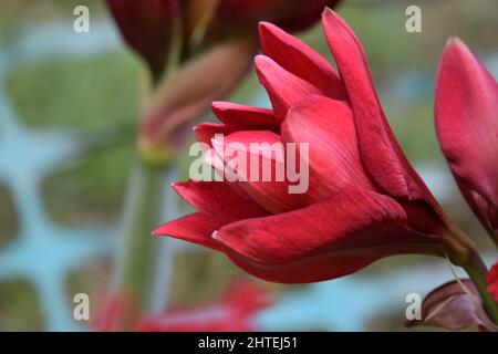 Closeup shot of a red amaryllis flower Stock Photo