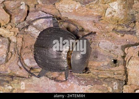 Humpback Dung Beetle Stock Photo