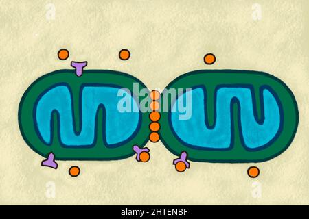 Biology illustration shows mitochondria dynamics Stock Photo