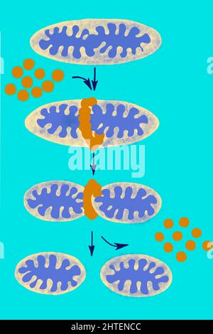 Biology illustration shows mitochondria dynamics Stock Photo