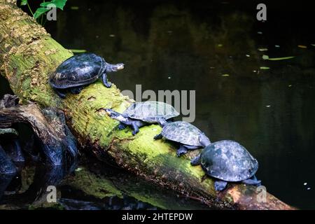 Yellow-spotted river turtles on a thick branch Stock Photo