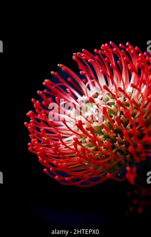 Pin-cushion protea, an incredibly Stock Photo