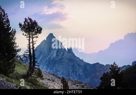 Green trees against peak Zubci on Mountain Prenj covered with snow in Bosnia and Herzegovina Stock Photo