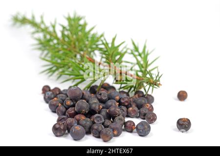 Dried juniper berries against white background Stock Photo