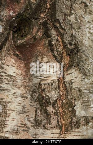 Close-up of knotted silver Birch Stock Photo