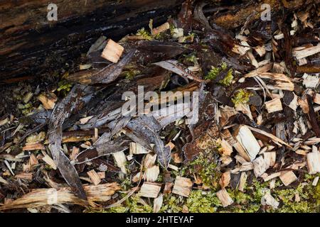 Wood chips on the ground in a forestry area Stock Photo