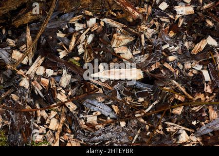 Wood chips on the ground in a forestry area Stock Photo