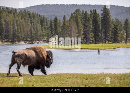A bison walks near a fisherman in the Yellowstone River, WY. Stock Photo