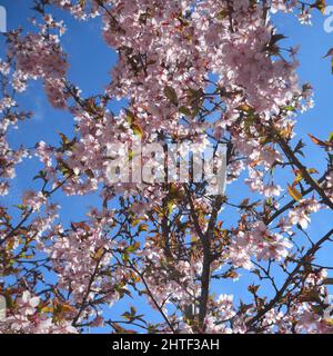 A beautiful view of Sakura flowers, cherry blossom on a tree on a blue sky in the garden on a sunny day Stock Photo