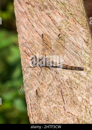 Elevated full length view of a large brown darter (lat: Sympetrum striolatum) perched on a piece of wood against a blurred natural background in autum Stock Photo