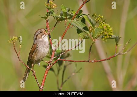 A Swamp Sparrow, Melospiza georgiana, perched on a twig Stock Photo