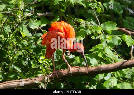 a single Scarlet Ibis (Eudocimus ruber) perched on a branch with green leaves in the background Stock Photo