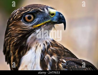 Portrait of a Raptor or Bird of Prey Stock Photo