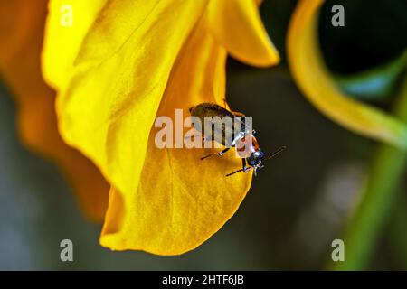 Oulema Melanopus Cereal Leaf Beetle Stock Photo