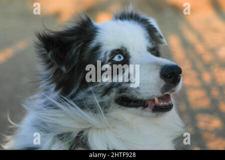 Sad look from a border collie taken in autumn. Stock Photo