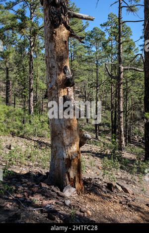 Dead tree trunk with the bark stripped off still standing in the forest of Canarian pine trees, Pinus canariensis near La Quinta, Adeje, Tenerife, Can Stock Photo