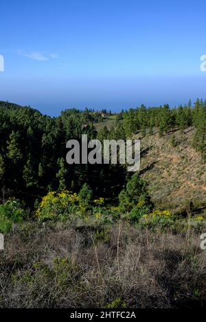 Yellow flowers of the Sonchus canariensis shrub against the green forest of pinus canariensis trees near to La Quinta, Adeje, Tenerife, Canary Islands Stock Photo