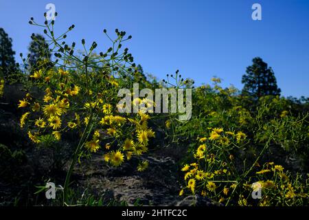 Yellow flowers of the Sonchus canariensis shrub against the green forest of pinus canariensis trees near to La Quinta, Adeje, Tenerife, Canary Islands Stock Photo