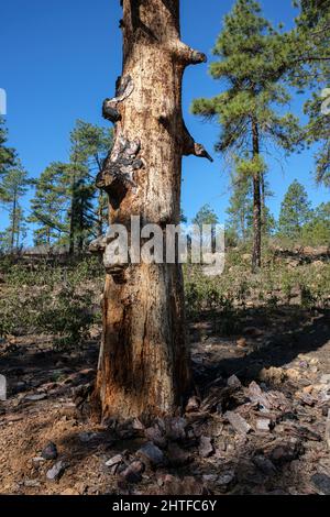 Dead tree trunk with the bark stripped off still standing in the forest of Canarian pine trees, Pinus canariensis near La Quinta, Adeje, Tenerife, Can Stock Photo