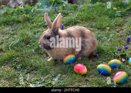Easter funny bunnies with colored Easter eggs Stock Photo