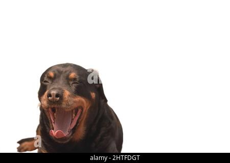 Dog breed Rottweiler on a white background - portrait, with a yawn, funny, selective focus Stock Photo