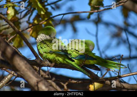 cute monk parakeet, myiopsitta monachus, or quaker parrot, cleaning their feathers in a tree in Buenos Aires city Stock Photo