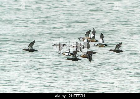 Steller's eider, Polysticta stelleri, flock of birds flying over water on Gulf of Finland, Estonia, Estonia, 24 February 2022 Stock Photo