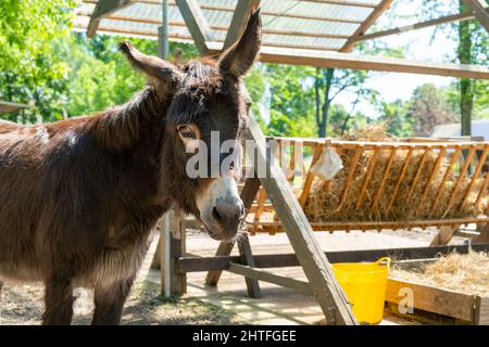Beautiful shot of a young donkey in a garden on a summer day. Cute pet. Stock Photo