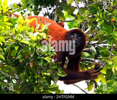 Closeup portrait of a Bolivian red howler monkey (Alouatta sara) hanging upside down and foraging in treetops in the Pampas del Yacuma, Bolivia. Stock Photo