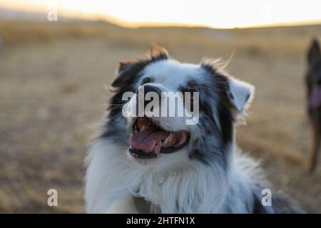 Sad look from a border collie taken in autumn. Stock Photo