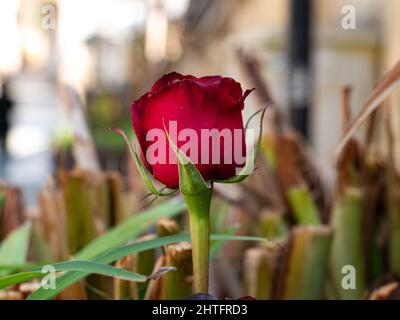 Red roses on the street, blur background Stock Photo