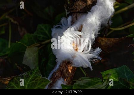 White Hair Ice at Vancouver BC Canada Stock Photo
